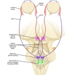 Internuclear Ophthalmoplegia. JETem 2024